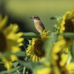 2018年に宮城県で出会ったノビタキです