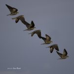 2017年、宮城県で撮れたハヤブサです。