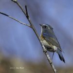 2017年、宮城県で出会ったルリビタキです