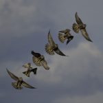 2017年、宮城県で撮れたハヤブサです。