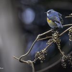 2018年、宮城県で撮影したルリビタキです