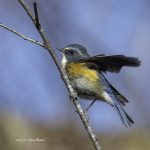 2017年、宮城県で出会ったルリビタキです