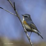 2017年、宮城県で出会ったルリビタキです