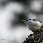 2018年に宮城県で撮影したゴジュウカラです
