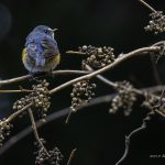 2018年、宮城県で撮影したルリビタキです
