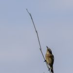 2018年に宮城県で出会ったノビタキです