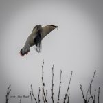 2017年、宮城県で出会ったヒレンジャクです