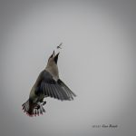 2017年、宮城県で出会ったヒレンジャクです