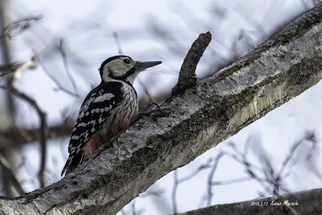 2018年に宮城県で出会ったオオアカゲラです