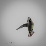 2017年、宮城県で出会ったヒレンジャクです