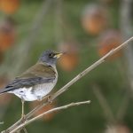 2018年に宮城県で出会ったシロハラです。