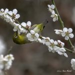 2018年、宮城県で撮影したメジロです