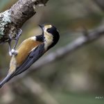 2018年、宮城県で撮影したヤマガラです