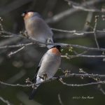 2017年に撮影したウソです