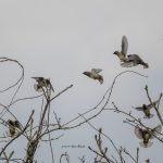 2017年、宮城県で出会ったヒレンジャクです