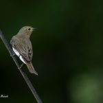 2018年に宮城県で出会ったキビタキです