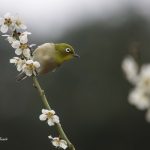 2018年、宮城県で撮影したメジロです