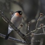 2017年に撮影したウソです