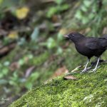 2018年に宮城県で出会ったカワガラスです
