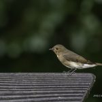 2018年に宮城県で出会ったキビタキです