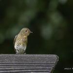 2018年に宮城県で出会ったキビタキです