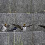 2018年に撮影したツバメの幼鳥です