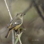 2017年、宮城県で出会ったジョウビタキです