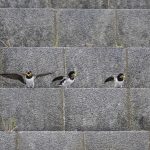 2018年に撮影したツバメの幼鳥です