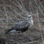 2017年に撮影したくぁしノスリです