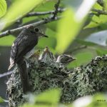 2018年、宮城県で撮影したコサメビタキです。