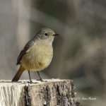 2017年、宮城県で出会ったジョウビタキです
