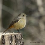 2017年、宮城県で出会ったジョウビタキです