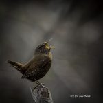 2017年、宮城県で撮れたミソサザイです。