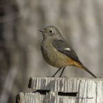 2017年、宮城県で出会ったジョウビタキです