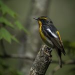 2017年に出会ったキビタキです