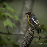 2017年に出会ったキビタキです