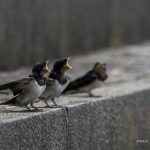 2018年に撮影したツバメの幼鳥です