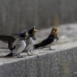 2018年に撮影したツバメの幼鳥です
