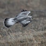 2017年に撮影したくぁしノスリです