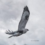 2017年に撮影したくぁしノスリです