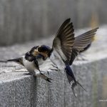 2018年に撮影したツバメの幼鳥です