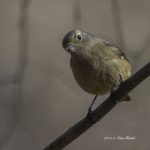 2017年、宮城県で出会ったジョウビタキです