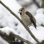 2017年、宮城県で出会ったシメです