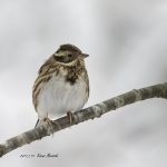 2017年に出会ったカシラダカの写真です