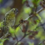 2018年に宮城県で撮影したマヒワです