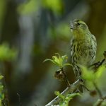 2018年に宮城県で撮影したマヒワです