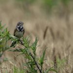 2018年に宮城県で撮影したホオアカです