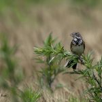 2018年に宮城県で撮影したホオアカです