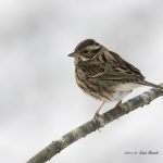 2017年に出会ったカシラダカの写真です