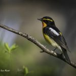 2017年に出会ったキビタキです